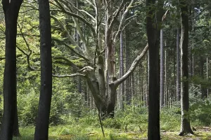 Empty Countryside Prints: Old beech tree (Fagus sylvatica) in mixed forest