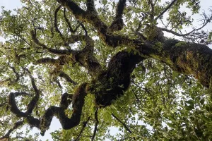 Laurel Forest Scenery Prints: Old laurel forest, stinking laurel
