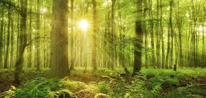 Burgenlandkreis Scenery Prints: Panorama, beech forest flooded with light
