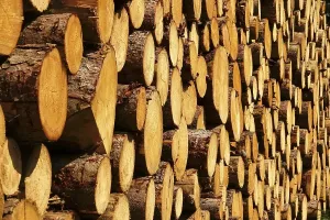 Deserted Woodpile Prints: Stack of sawn logs, Saxony, German