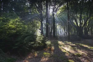Sunbeams Through Trees Prints: Sunbeams shining through tree trunks in forest