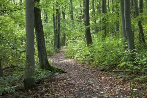 Uninhabited Forest Path Prints: Trail through a deciduous forest