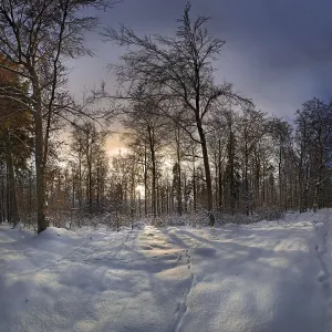 Backlit Winter Trees Prints: Winter forest at sunset, Eichstaett