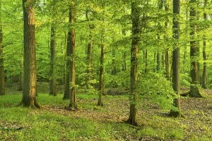 Eastern Germany Natural Preserve Prints: Mixed deciduous forest, Grumsiner Forst