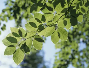Ecological Conservation Efforts Prints: Foliage of beech tree