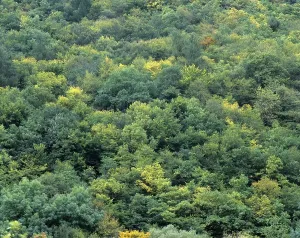 Top Down Perspective Prints: Mixed forest, full frame