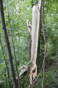 Uninhabited Nature Prints: Tree after windsnap