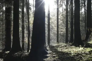 High Contrast Photography Prints: Backlight in the forest