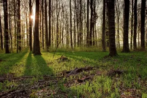 Uninhabited Woodland Clearing Prints: Beech forest in backlight, spring