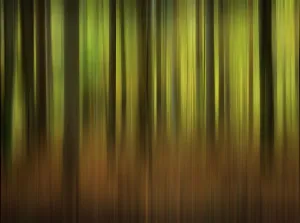 Wipe Effect Photography Prints: Forest