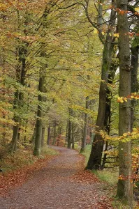 Colored Fall Leaves Prints: Path through mixed forest