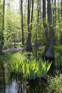 River Bank Scenery Prints: Brook