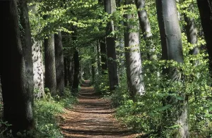 Deciduous Trees Bavaria Prints: Deciduous forest path Germany