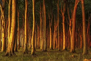 Uninhabited Deciduous Woods Prints: Beech forest in evening light, ghost forest