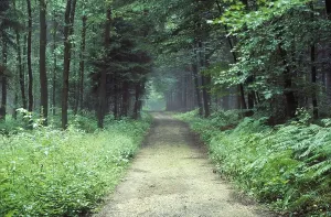 Serene Nature Scenes Prints: Forest path Germany