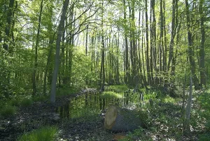 Tree Trunk Landscape Prints: Brook