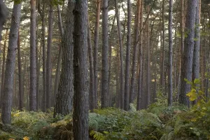 Coniferous Trees Landscape Prints: Forest
