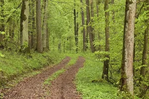 Springtime Forest Scenery Prints: Forest track
