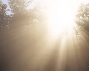 Backlit Forest Prints: Rays of sunshine, backlight