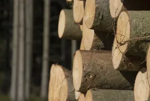 Stacked Wood Prints: Stack of wood