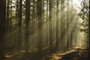 Sun Rays in a Pine Forest Print, Stuppach, Germany