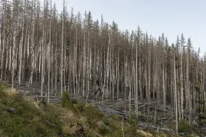 Northern Germany Conifers Prints: Dead coniferous forest at the Oderteich