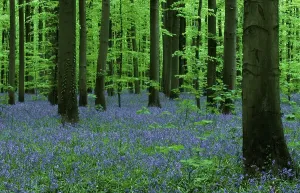 Europe's Deserted Forests Prints: (Endymion nonscriptus) (Scilla non-scripta)