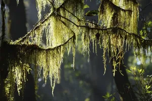 Botany In Southern Europe Prints: Moss on branches in cloud forest