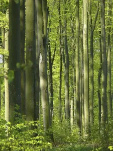 Beech Forest Landscape Photo Prints: Deciduous forest in spring, beech forest in spring