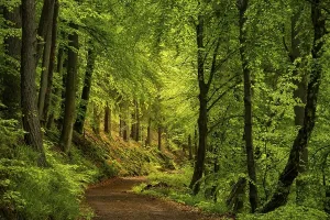 German Countryside Nature Photography Prints: A forest path in a mixed forest with deciduous trees