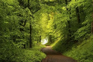Deciduous Forest Path Print