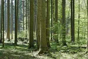 Forest Management Prints: Forest deciduous forest in spring