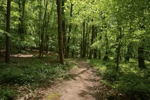 Deciduous Forest Path Prints: Forest path, deciduous forest, spring
