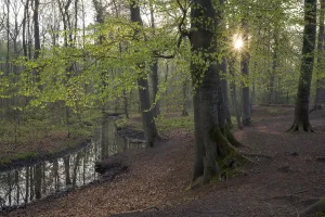 North Rhine Westphalia Forests Prints: Stream and beech forest in spring