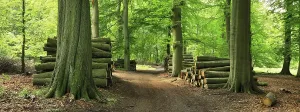 Uninhabited Beech Forest Prints: Beech forest with stacked tree trunks on a forest path