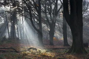 Lower Saxony Forest Scenery Prints: Rays of light in a beech forest