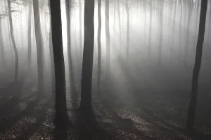 Morning Atmosphere In Woods Prints: Beech (Fagus sylvatica) forest in mist