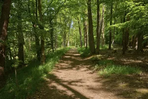 Empty Forest Path Germany Prints: Forest path, deciduous forest, spring