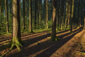 Nature Open Air Photography Prints: Sunset in forest