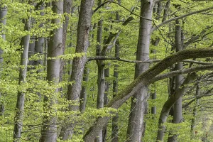 Thuringia Germany Nature Prints: Beech forest (Fagus sylvatica)