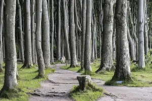 Beech Forest Landscape Photo Prints: Beech forest (Fagus sylvatica)
