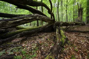 Springtime In North Rhine Westphalia Prints: Beech forest in spring, dead tree