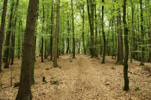 Peaceful Forest Landscapes Prints: Deciduous forest with light-coloured path
