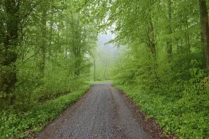 Deciduous Forest Landscapes Prints: Forest path, beech forest, rain