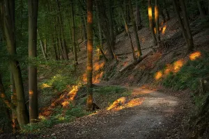 Evening Sun In The Woods Prints: A forest path in a mixed forest with many Beech trees in summer
