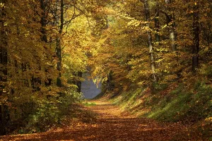 Coloured Deciduous Trees Prints: A forest path in a mixed forest with deciduous trees