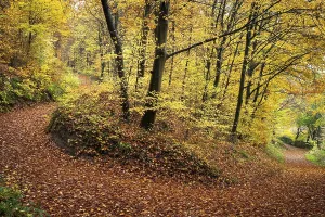 Coloured Autumn Foliage Prints: A forest path in a mixed forest with many deciduous trees