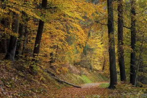 Coloured Deciduous Trees Prints: A forest path in a mixed forest with many deciduous trees