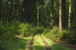 Uninhabited Forest Path Prints: Forest path in spring, Spessart