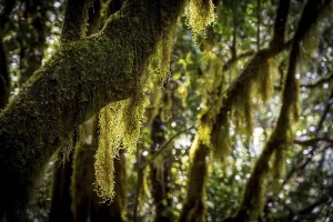 Lichen Covered Trees Prints: Laurel trees with mosses and lichens